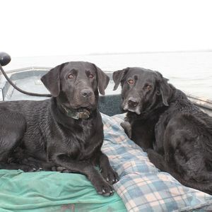 Meet your Posher, Switchcain